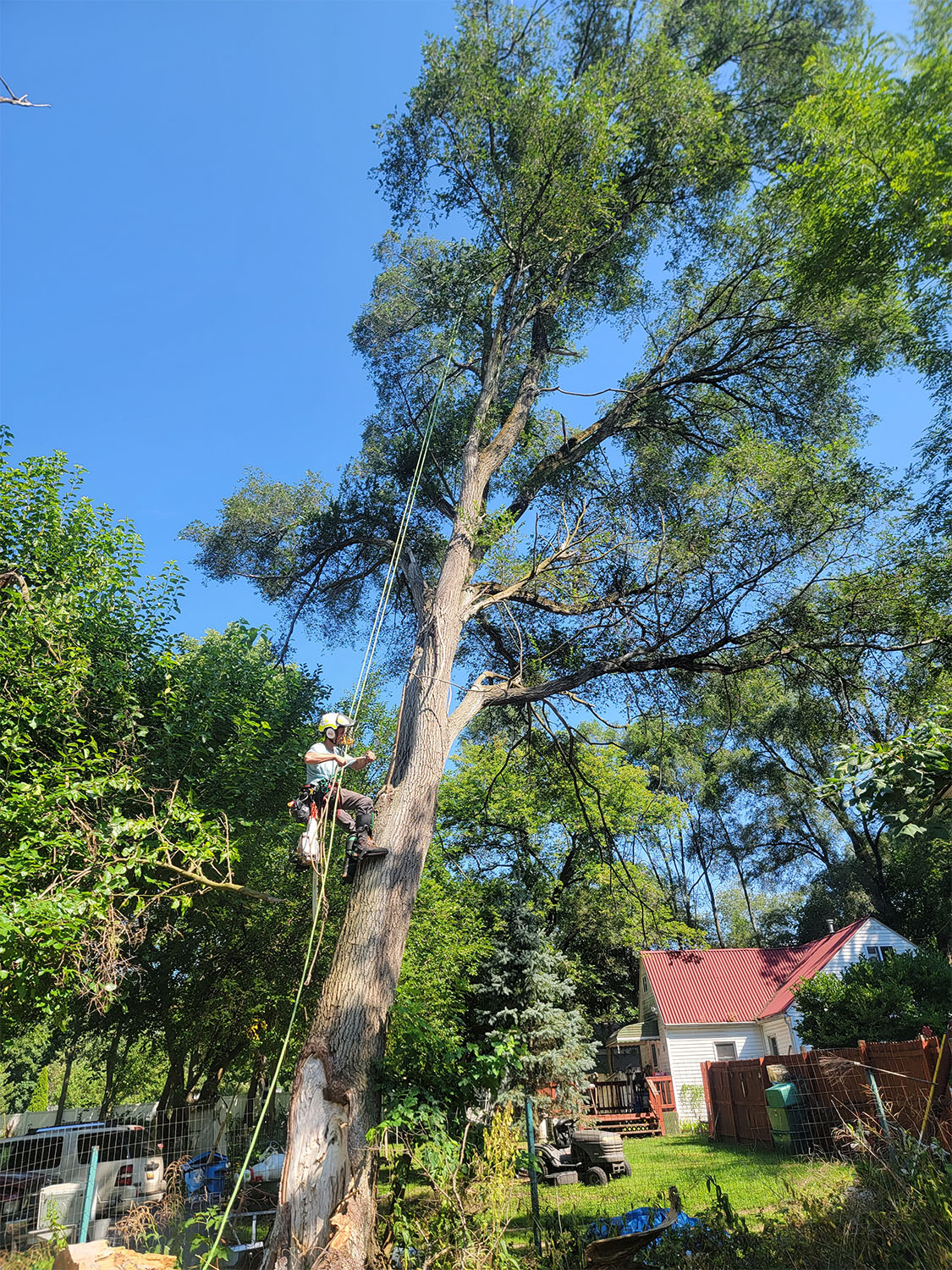 Tree removal by Tree Huggers